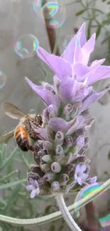 Bee pollinating lavender in serene garden.