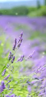 Vibrant lavender field under a clear sky.