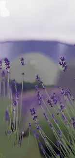 Peaceful lavender field with purple blooms.