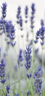 Close-up of blooming lavender flowers creating a serene mobile wallpaper.