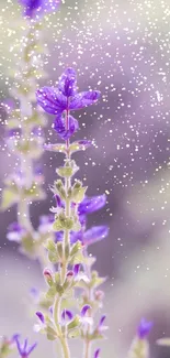 Lavender flowers with gentle speckles on a soft background.