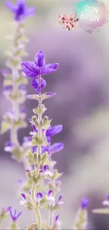 Lavender flowers in soft focus, perfect for a calming mobile wallpaper.