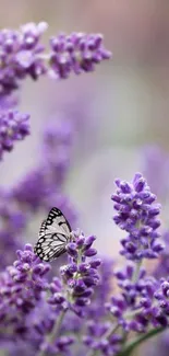 Butterfly on lavender flowers mobile wallpaper.