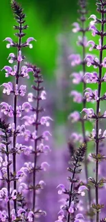 Purple lavender flowers against a green backdrop.