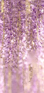 Cascading lavender flowers in soft focus.