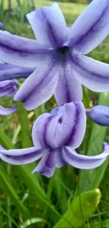 Close-up of purple hyacinth flowers in a green field.