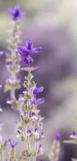 Lavender blossoms in a soft-focus background, perfect for mobile wallpaper.