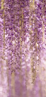 Lavender blossom wallpaper with cascading purple flowers.