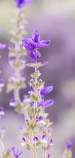 Lavender flower wallpaper with soft purple hues.