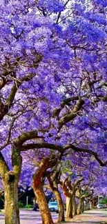 Vibrant jacaranda trees in full violet bloom for mobile wallpaper.