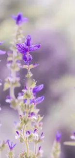 Delicate lavender flowers create a soft, calming mobile wallpaper background.