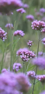 Lavender flowers in a lush green field, serene and vibrant.