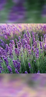 Beautiful lavender field mobile wallpaper with vibrant purple flowers.