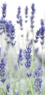 Lavender flowers gently swaying in the breeze, creating a serene and calming effect.