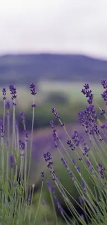 Lavender field with purple blooms in a serene landscape.