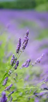 Vibrant lavender field in bloom with a soothing purple hue in a natural setting.