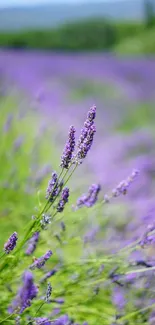 Lavender field in bloom with green foliage.