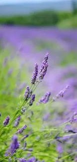 Stunning close-up of a lavender field in full bloom with lush greenery.