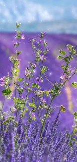 Lavender field with purple flowers and scenic mountains.