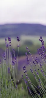 Mobile wallpaper of a lavender field with purple blooms in the foreground.