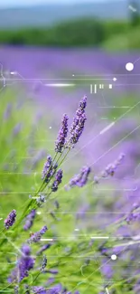 Lavender field under a clear blue sky with vibrant purple flowers.