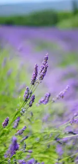 Lavender field with purple flowers and greenery, perfect for mobile wallpaper.