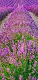 Vibrant lavender field with purple hues for a calming phone wallpaper.