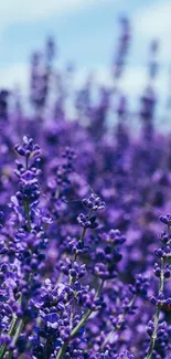 Lush lavender fields under a blue sky.