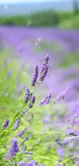 Mobile wallpaper featuring a lavender field in full bloom under a clear sky.