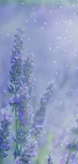 Beautiful lavender field with soft purple flowers and gentle sunlight.