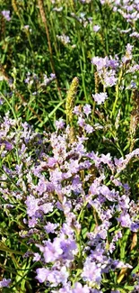 Serene lavender field with green stems and purple flowers.