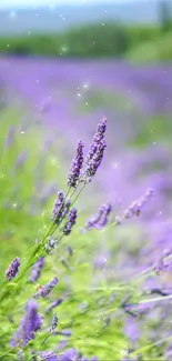 Lavender field in bloom with blue sky and green background.