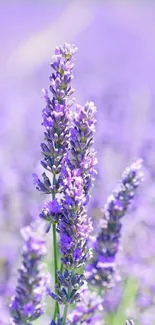 Lavender field with purple flowers in bloom.