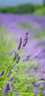 Lavender flowers in a vibrant field, perfect for mobile wallpaper.