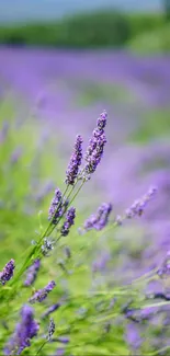 Lavender field with purple flowers and green stems, perfect for a calming phone wallpaper.