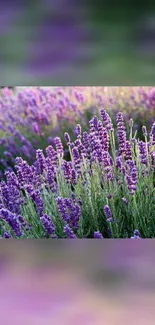 Lavender field with vibrant purple flowers and lush green stems.