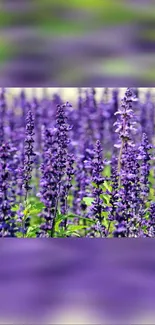 Mobile wallpaper featuring a vibrant lavender field with purple flowers.