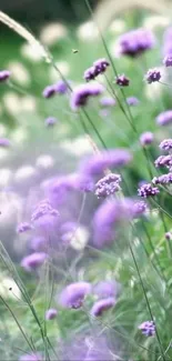 Lavender field with purple flowers and green background.