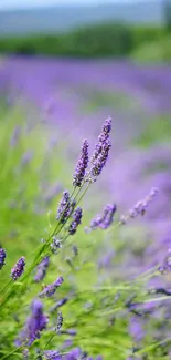 Vibrant lavender field mobile wallpaper with purple blooms.