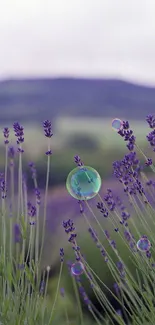 Lavender field with a scenic mountain backdrop, perfect for calming phone wallpapers.