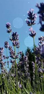 Lavender flowers under a clear blue sky.