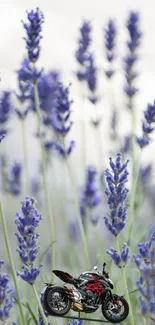 Motorcycle in a vibrant lavender field wallpaper.