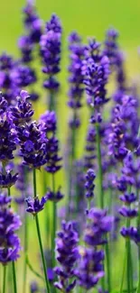 Lavender flowers against green background.