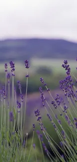 Serene lavender field under a tranquil sky.