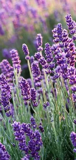 Lush lavender fields under soft sunlight