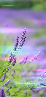 Vivid lavender flowers in peaceful nature setting