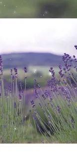 Mobile wallpaper of lavender fields with soft purple hues and serene landscape.