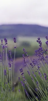 Lavender field with purple blooms and green stems under a soft sky.