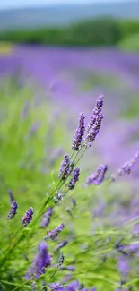 Lavender field with purple blooms and green foliage in a serene landscape.