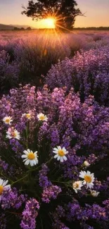 Lavender field at sunset with blooming flowers.